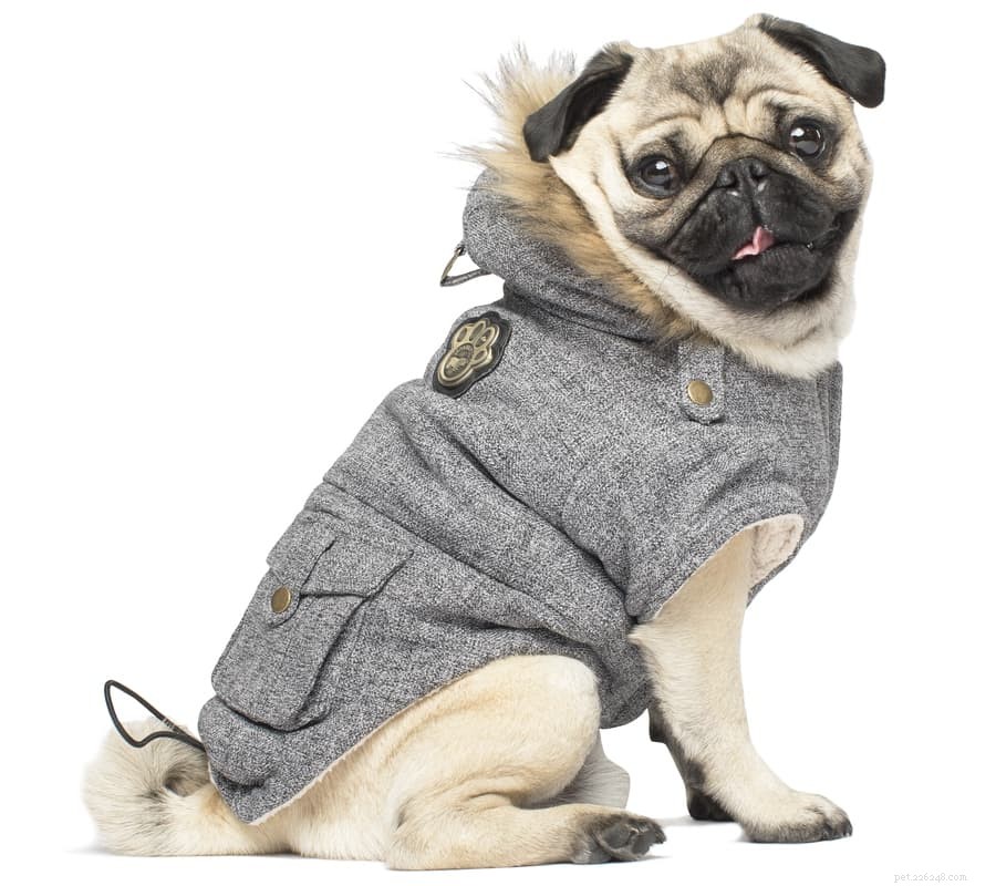 Top Winter Dog Coats: Keep Your Pet Warm Through Canadian Winters