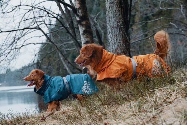 Top Winter Dog Coats: Keep Your Pet Warm Through Canadian Winters
