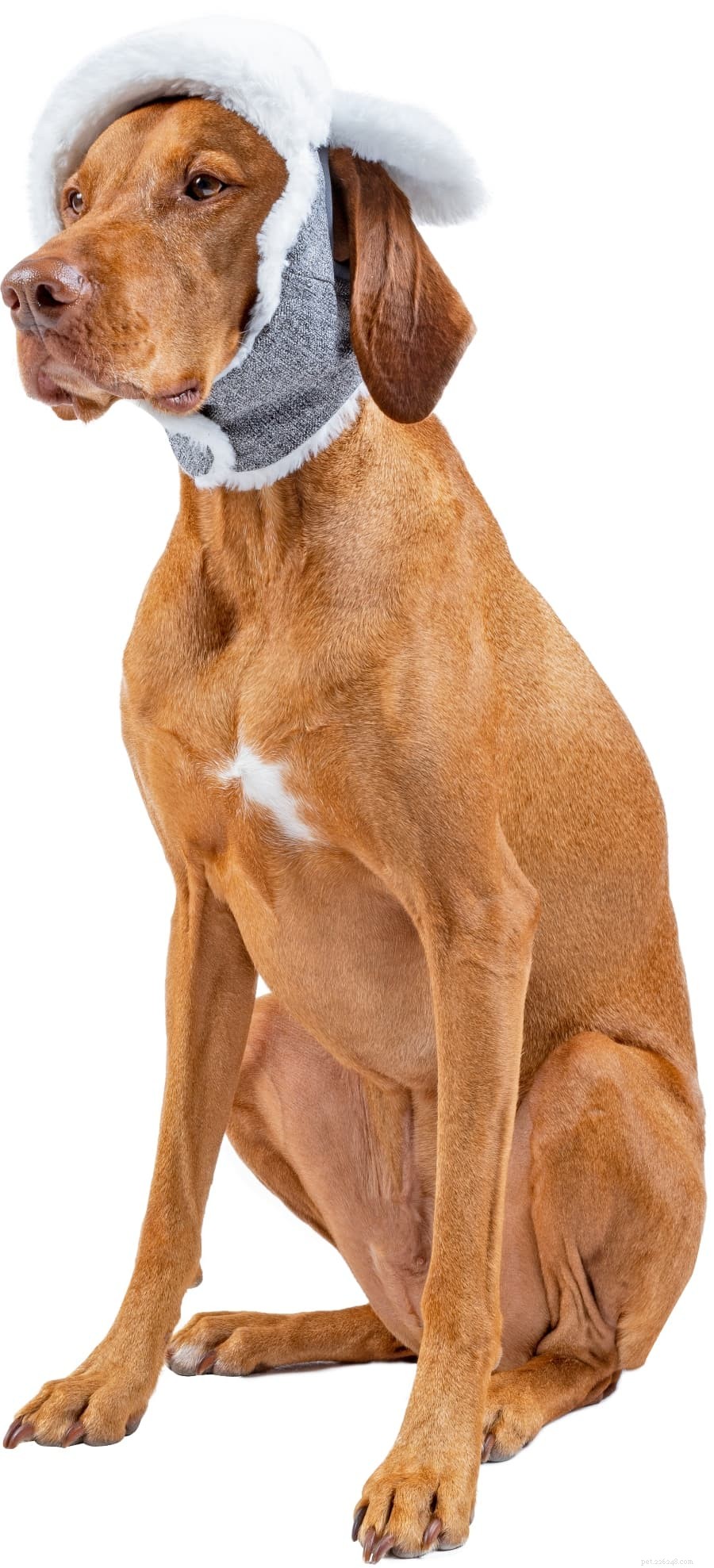 Top Winter Dog Coats: Keep Your Pet Warm Through Canadian Winters