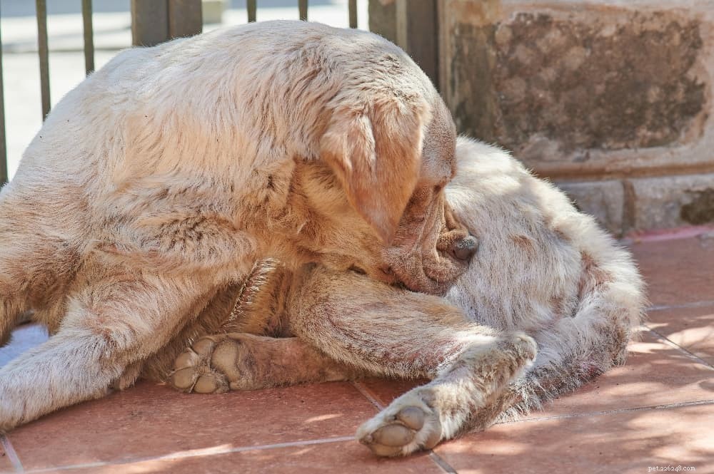 Protect Your Dog: Spotting, Treating, and Preventing Bug Bites