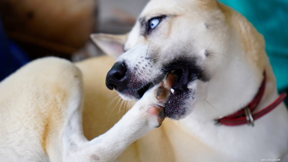 Protect Your Dog: Spotting, Treating, and Preventing Bug Bites