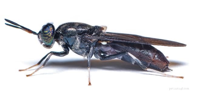 Protect Your Dog: Spotting, Treating, and Preventing Bug Bites