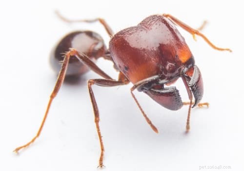 Protect Your Dog: Spotting, Treating, and Preventing Bug Bites