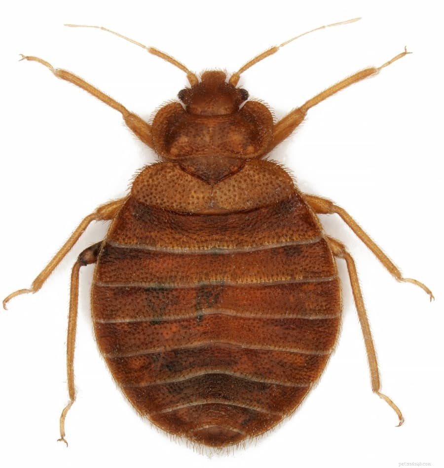 Protect Your Dog: Spotting, Treating, and Preventing Bug Bites