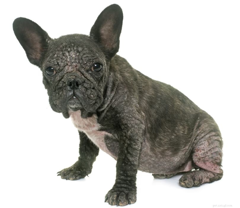 Protect Your Dog: Spotting, Treating, and Preventing Bug Bites