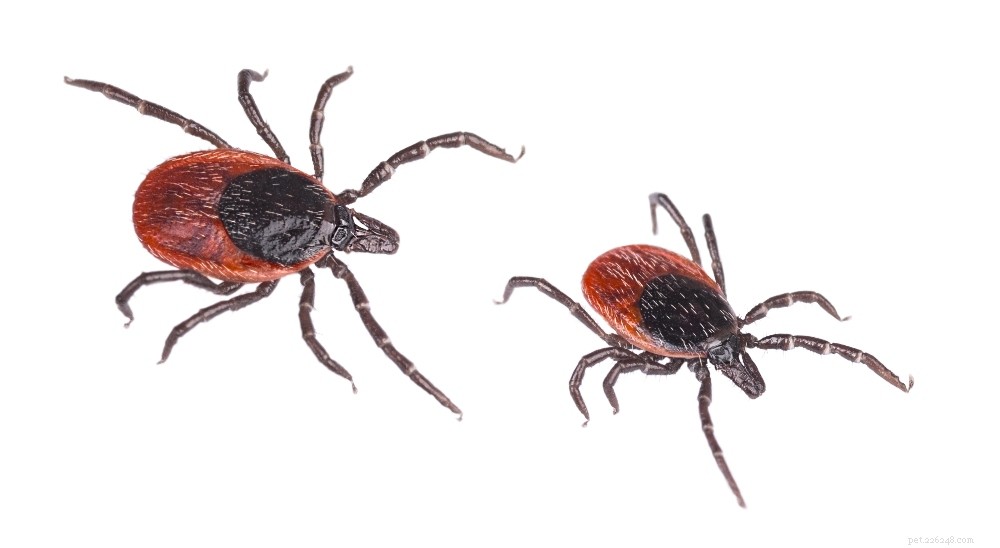 Protect Your Dog: Spotting, Treating, and Preventing Bug Bites