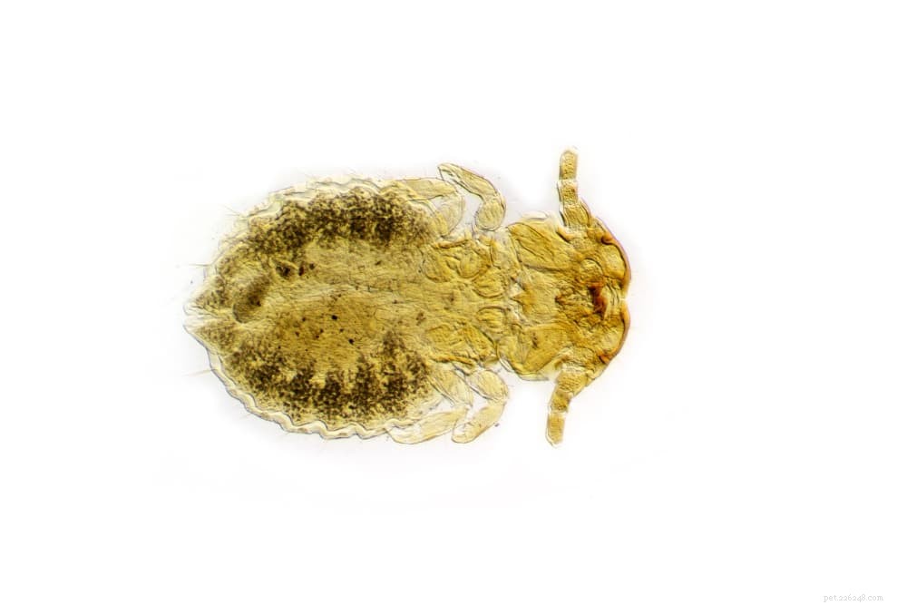 Protect Your Dog: Spotting, Treating, and Preventing Bug Bites