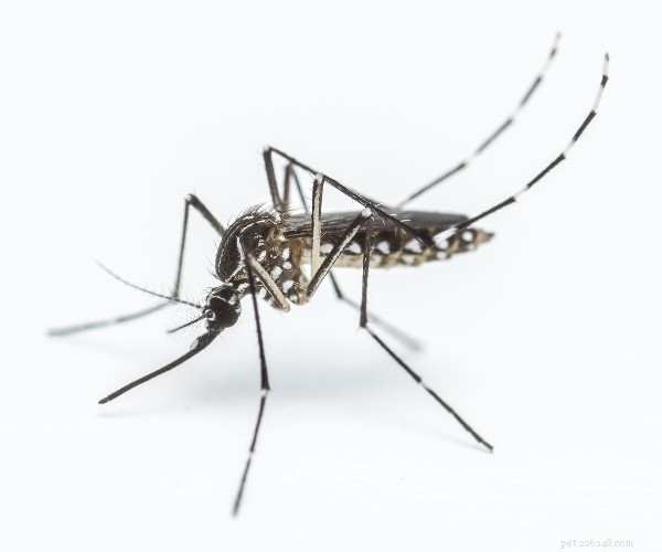 Protect Your Dog: Spotting, Treating, and Preventing Bug Bites