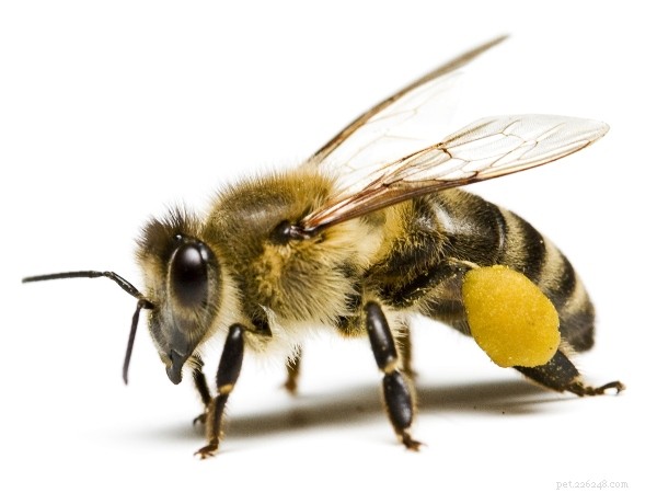 Protect Your Dog: Spotting, Treating, and Preventing Bug Bites