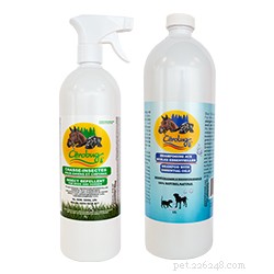 Protect Your Dog: Spotting, Treating, and Preventing Bug Bites
