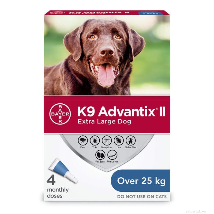 Protect Your Dog: Spotting, Treating, and Preventing Bug Bites