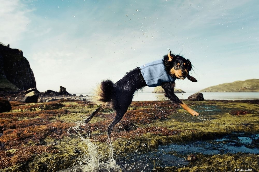 Top Dog Cooling Vests: Keep Your Pet Comfortable in Hot Weather