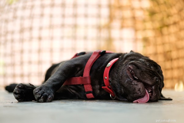 Top Dog Cooling Vests: Keep Your Pet Comfortable in Hot Weather