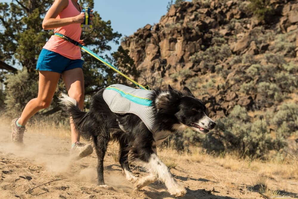 Top Dog Cooling Vests: Keep Your Pet Comfortable in Hot Weather