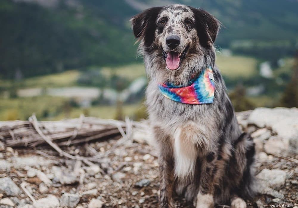 Top Dog Cooling Vests: Keep Your Pet Comfortable in Hot Weather