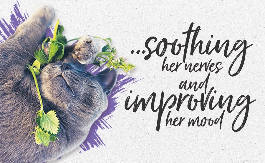 Catnip Explained: How It Works & Why Your Cat Loves It