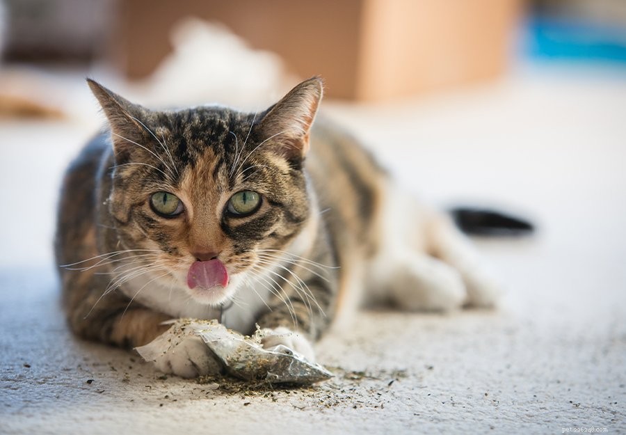 Catnip Explained: How It Works & Why Your Cat Loves It