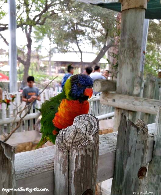 Family Day at the San Antonio Zoo: A Spring Break Adventure