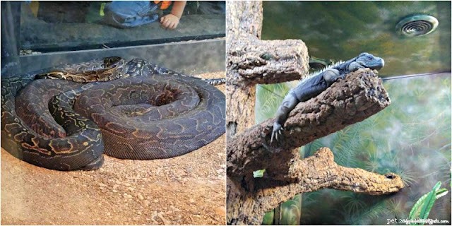 Family Day at the San Antonio Zoo: A Spring Break Adventure