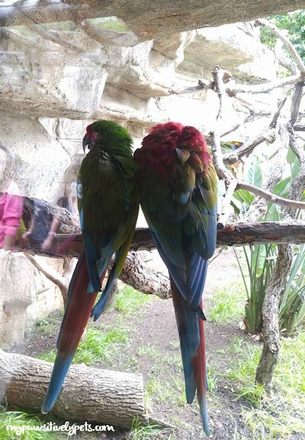 Family Day at the San Antonio Zoo: A Spring Break Adventure