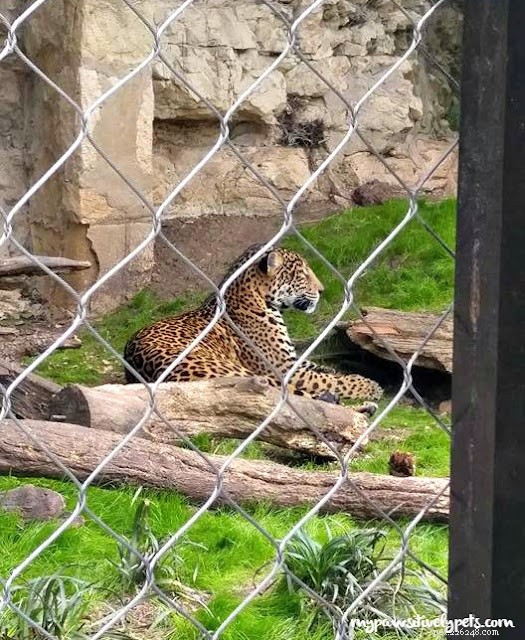 Family Day at the San Antonio Zoo: A Spring Break Adventure