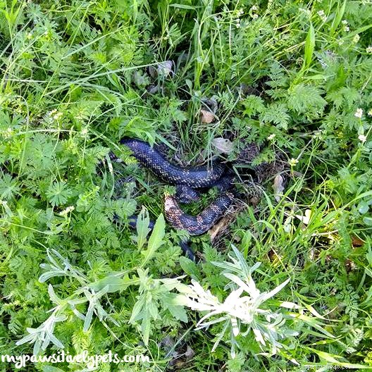 What to Do When You Spot a Snake Near Your Home