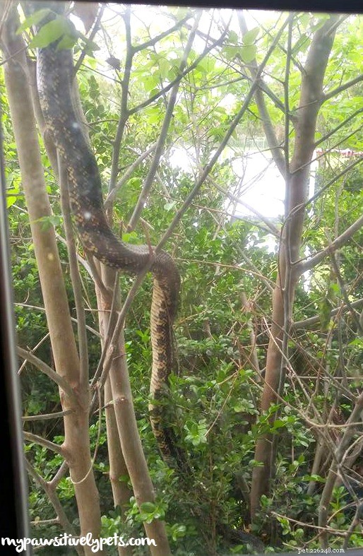 What to Do When You Spot a Snake Near Your Home
