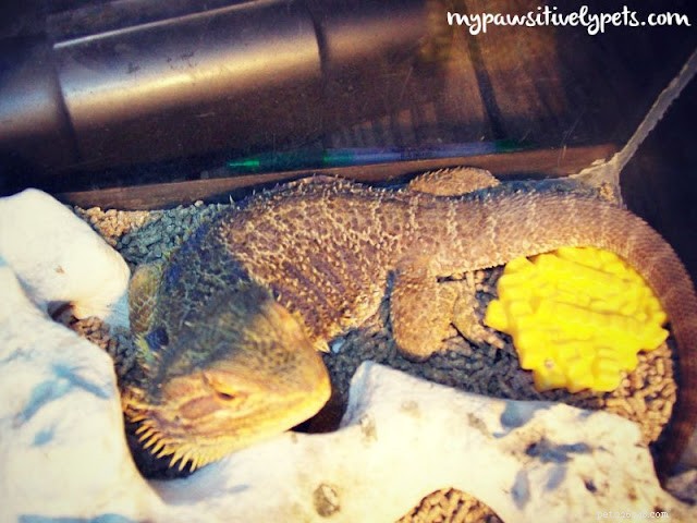 Essential Care Guide for Bearded Dragons: Tips for Healthy Reptile Owners