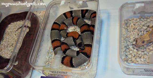The Ultimate Reptile Care Checklist for New Owners