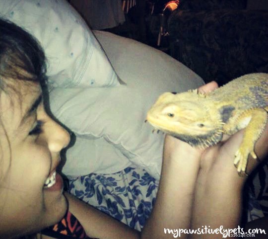The Realities of Owning and Caring for Reptiles