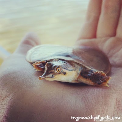 The Realities of Owning and Caring for Reptiles