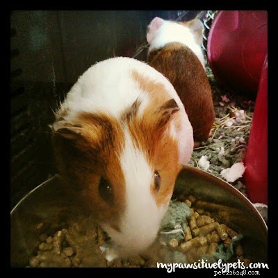 5 Pets I’d Love to Own One Day