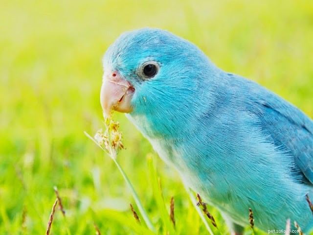 5 Pets I’d Love to Own One Day