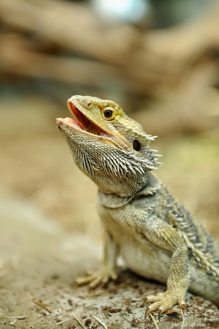 5 Pets I’d Love to Own One Day