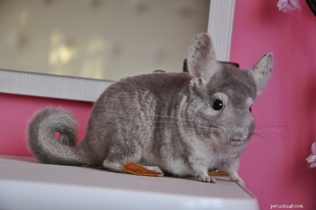 5 Pets I’d Love to Own One Day