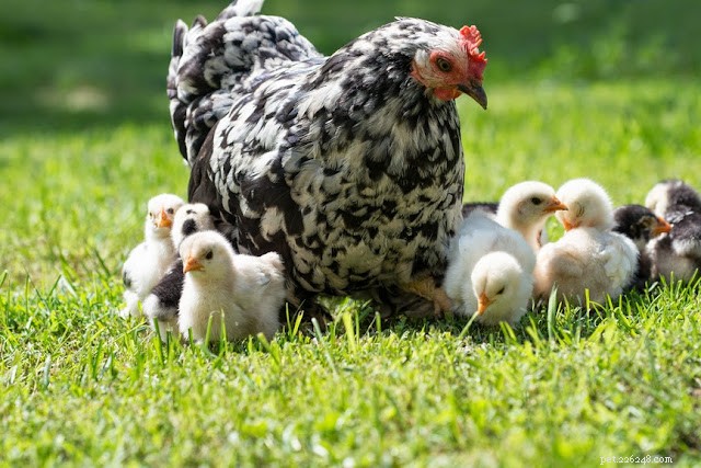 5 Pets I’d Love to Own One Day