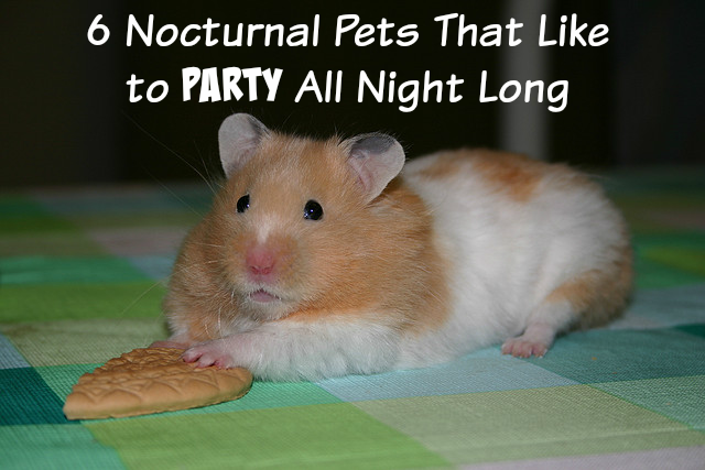 6 Nocturnal Pets That Thrive All Night Long
