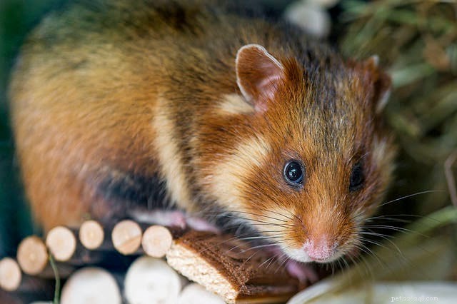 6 Nocturnal Pets That Thrive All Night Long
