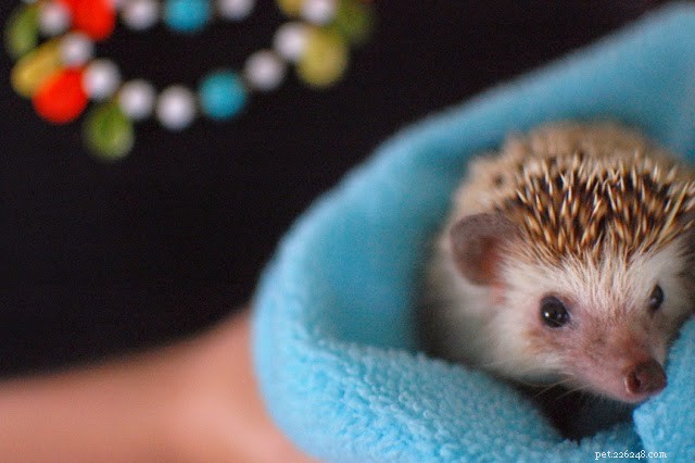 6 Nocturnal Pets That Thrive All Night Long