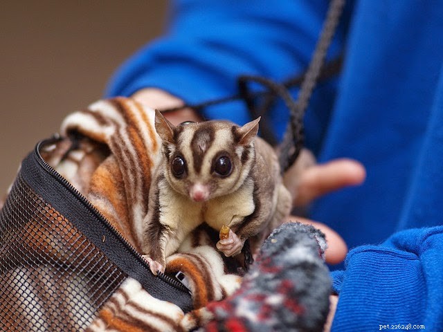 6 Nocturnal Pets That Thrive All Night Long
