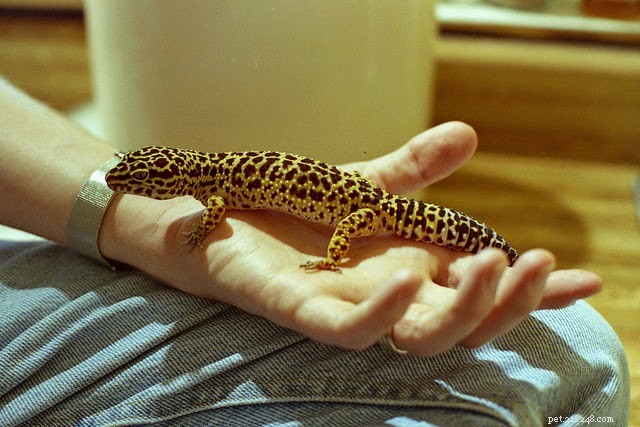 6 Nocturnal Pets That Thrive All Night Long