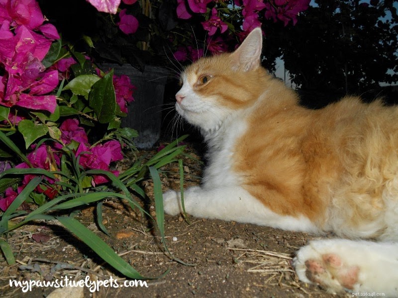 6 Nocturnal Pets That Thrive All Night Long