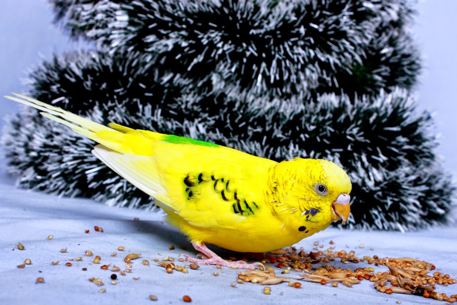 Protect Your Small Pets This Holiday: Essential Safety Tips