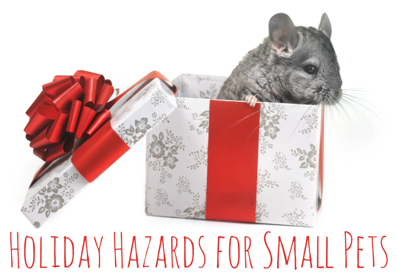 Protect Your Small Pets This Holiday: Essential Safety Tips