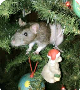 Protect Your Small Pets This Holiday: Essential Safety Tips