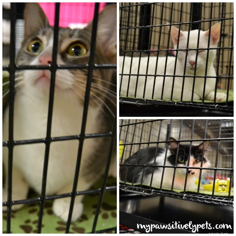 Exploring the Austin Pet Expo: Family Fun & Freebies – Part I