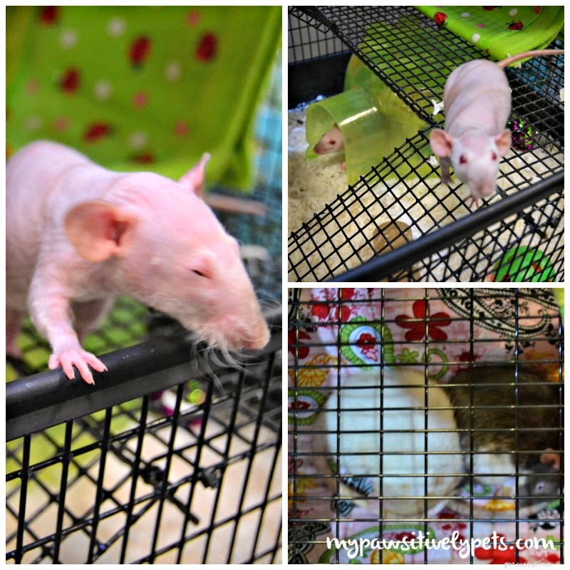 Exploring the Austin Pet Expo: Family Fun & Freebies – Part I