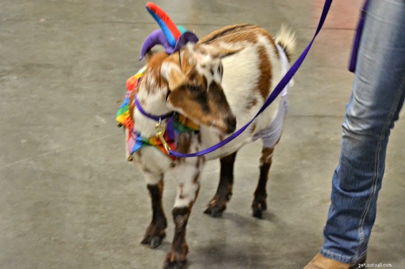 Exploring the Austin Pet Expo: Family Fun & Freebies – Part I