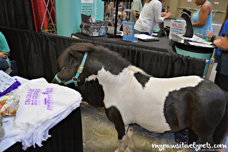 Exploring the Austin Pet Expo: Family Fun & Freebies – Part I