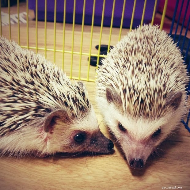8 Rare Exotic Pets You Probably Haven’t Heard Of